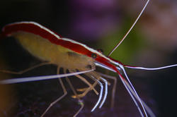 1306-Scarlet_cleaner_shrimp0795.JPG