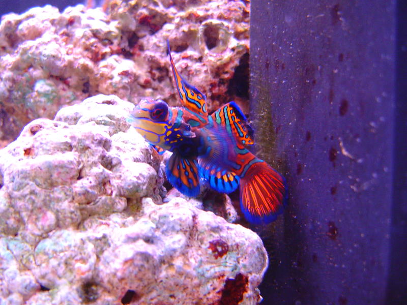 green mandarin dragonette, saltwater fish