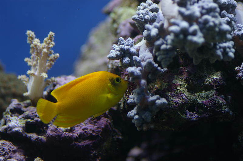 yellow tang tropical fish, also known as a lemon peel tang, Acanthurus pyroferus - Chocolate Surgeon fish