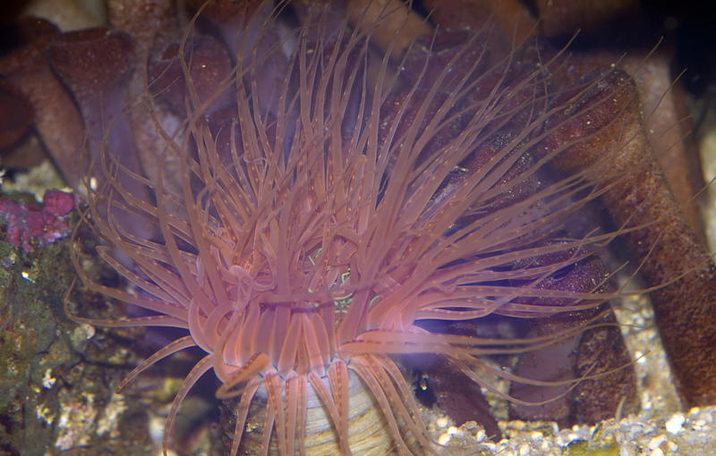 amazing colours of a sea anemone