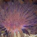 1264-anemone_1349.JPG