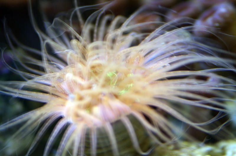 amazing colours of a sea anemone