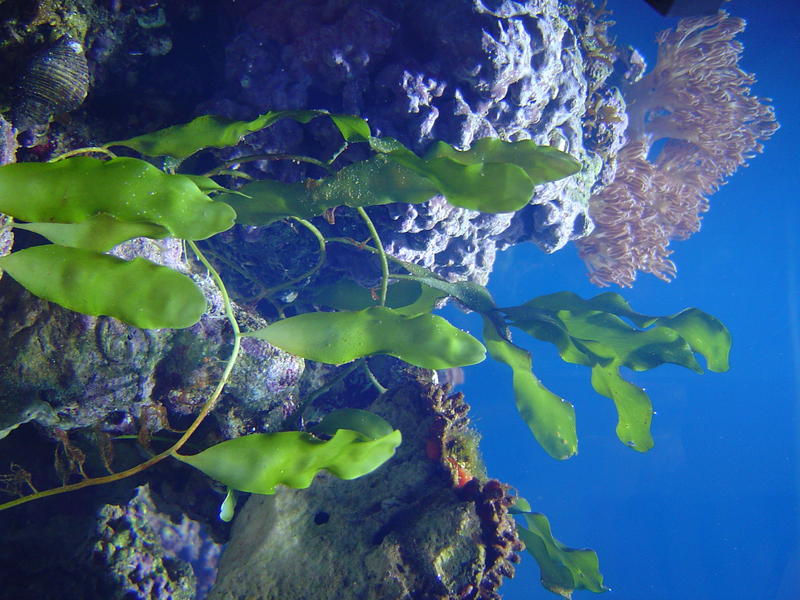 green aquarium plants and corals