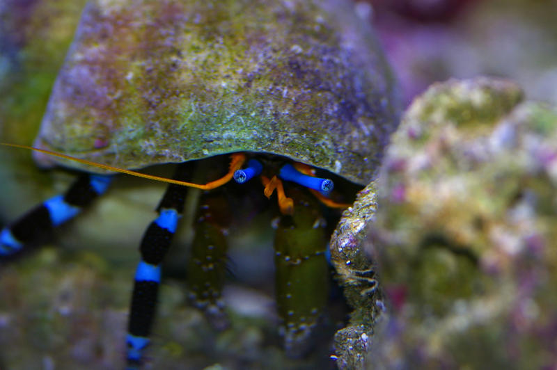 a blue legged hermit crab hinds in his shell