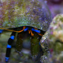 1266-blue_leggged_hermit_crab_IGP0832.JPG