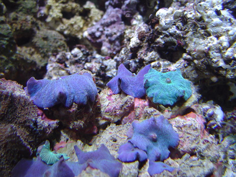 blue mushroom coral flowers - Actinodiscus Mushroom Coral Anemones