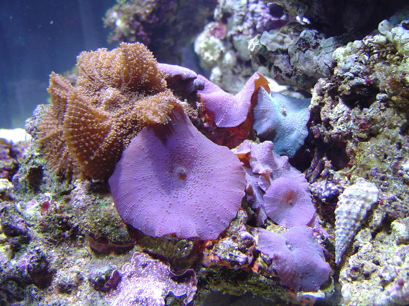 blue mushroom coral flowers - Actinodiscus Mushroom Coral Anemones