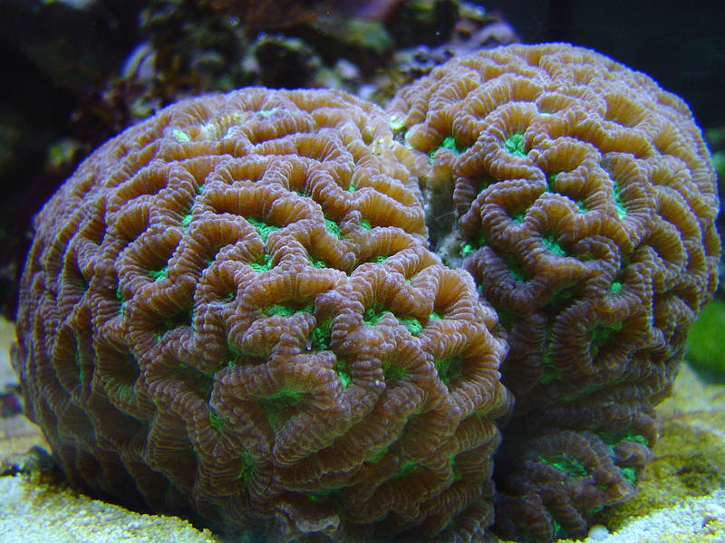 brightly coloured brain corals of the Favites species 