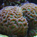 1268-brain_star_coral01313.JPG