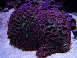 1310-brain_star_coral02484.JPG