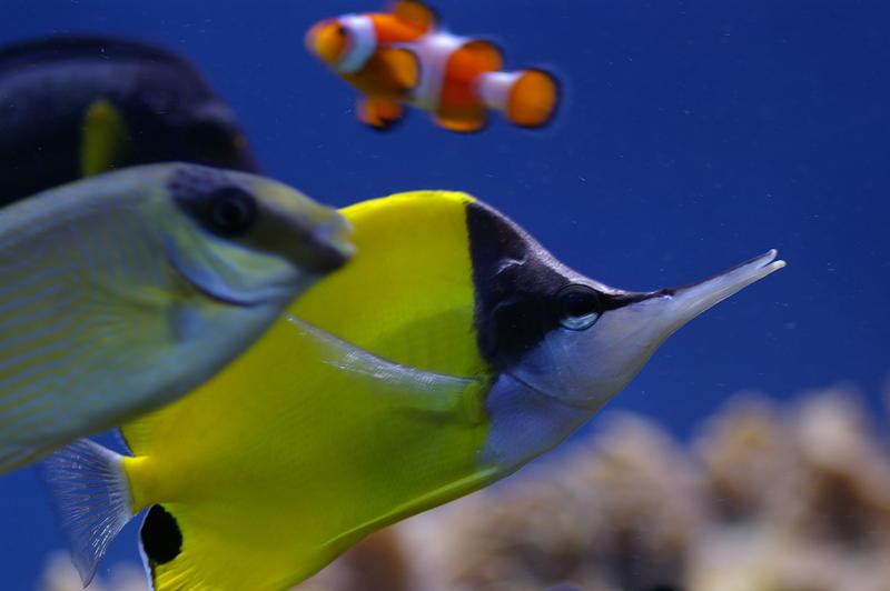 yellow butterfly and clown anenome fish