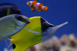 1311-butterfly_clownfish_IGP0989.JPG