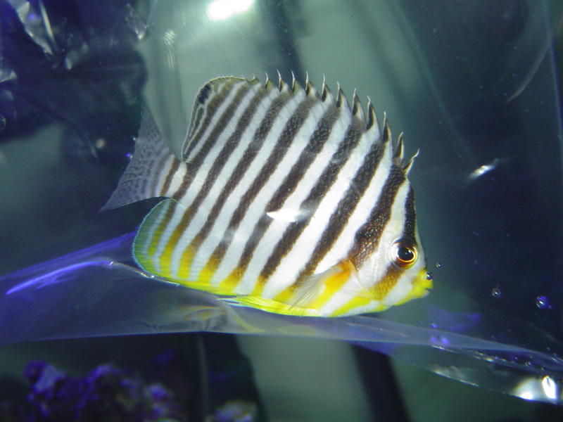 a striped butterfly fish, acclimatising in an aquaruim