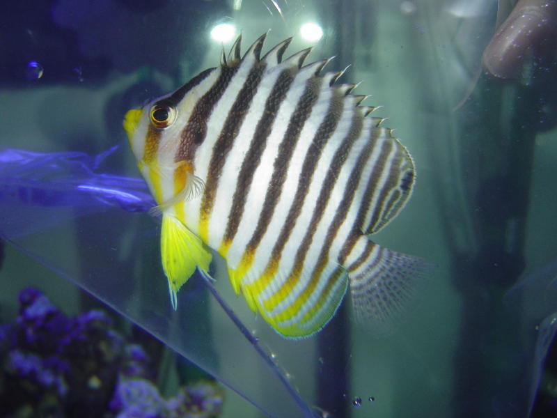 a striped butterfly fish, acclimatising in an aquaruim