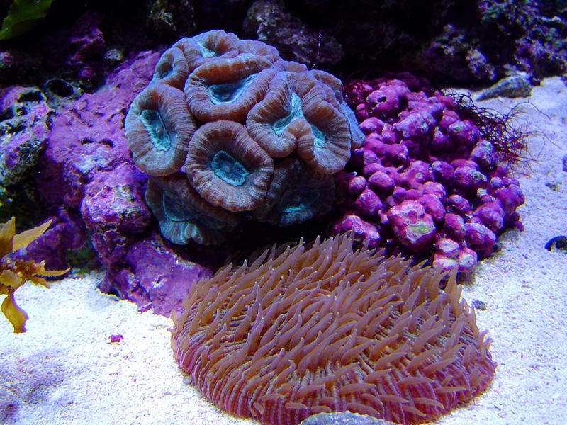 large colourful polyps of a candy cane or trumpet coral, C. furcata, mushroom coral in the foreground