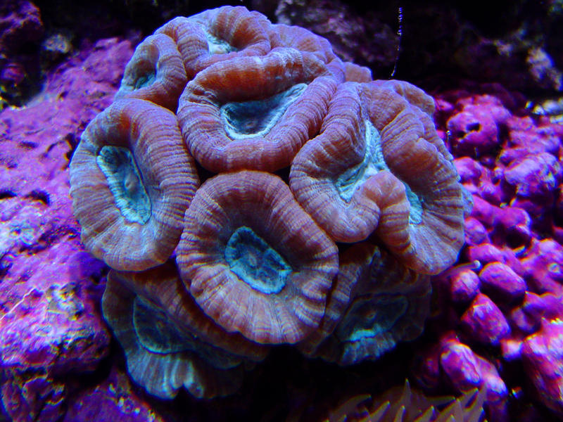 large colourful polyps of a candy cane or trumpet coral, C. furcata