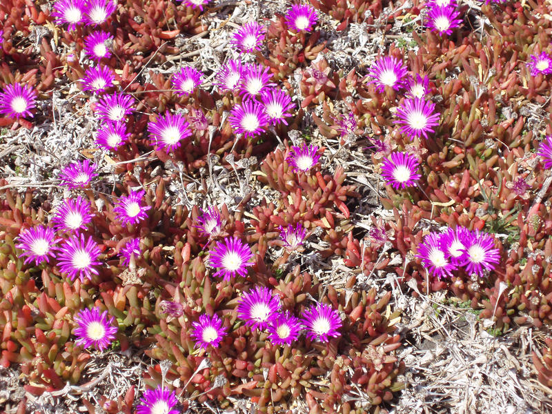 macro image of some purple pink and white flowers 