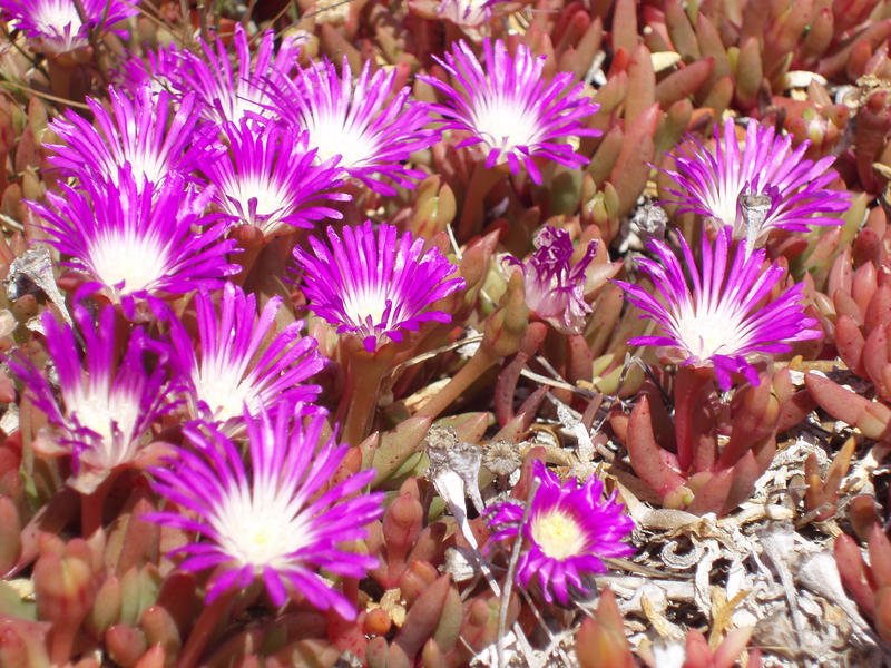 macro image of some purple pink and white flowers 