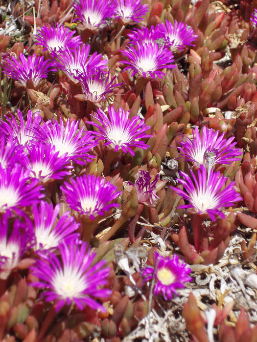 macro image of some purple pink and white flowers 