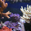 1270-coral_reef_1374.JPG