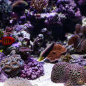 1271-coral_reef_1387.JPG