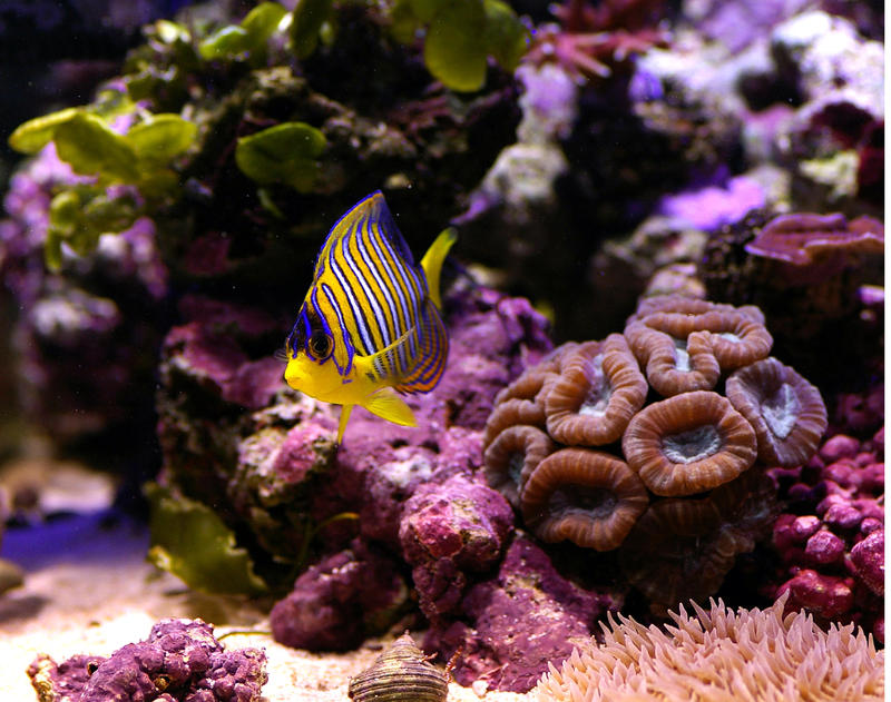 amazing natural beauty of a tropical coral reef and colourful angelfish