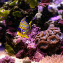 1358-coral reef angelfish