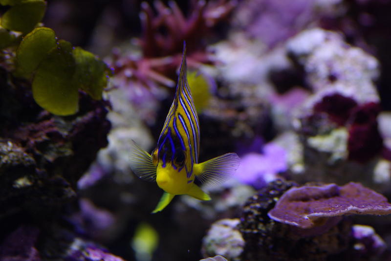 amazing natural beauty of a tropical coral reef and colourful angelfish