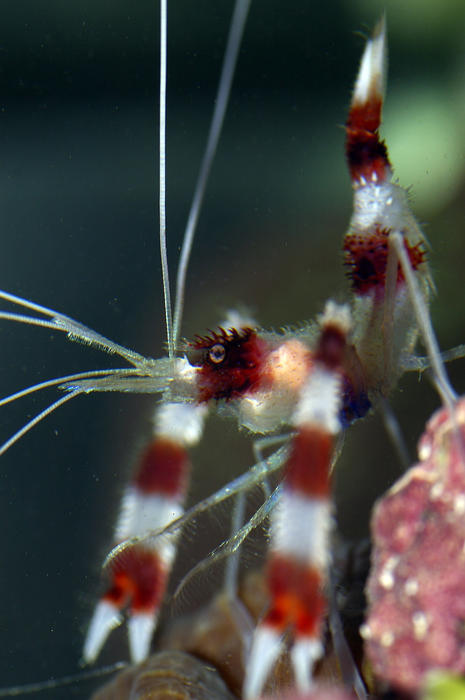 a banded coral boxer shrimp