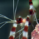 1316-coral_shrimp1314.JPG