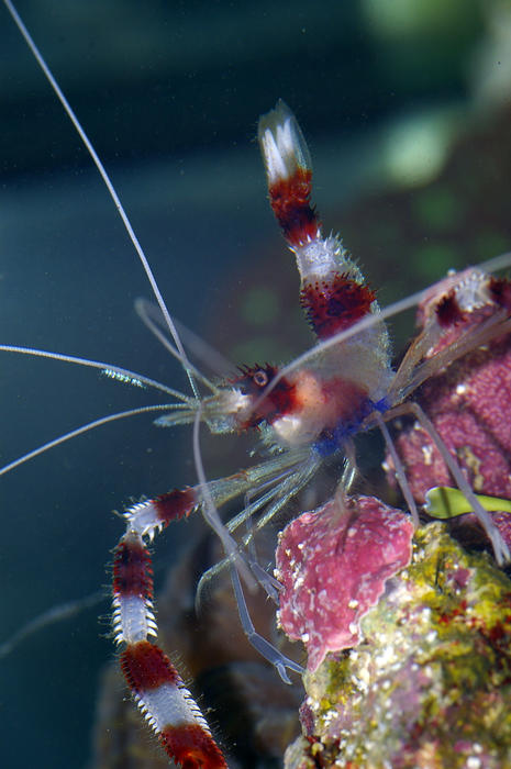 a banded coral boxer shrimp