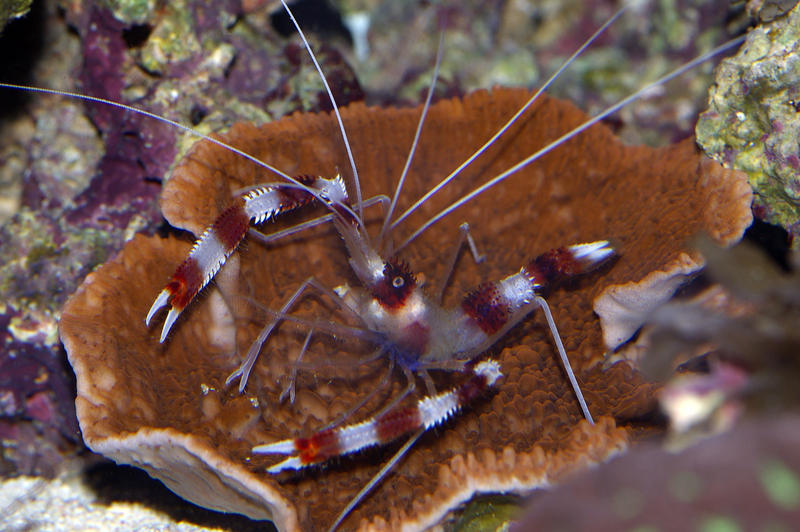 a banded coral boxer shrimp