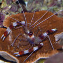 1273   coral shrimp