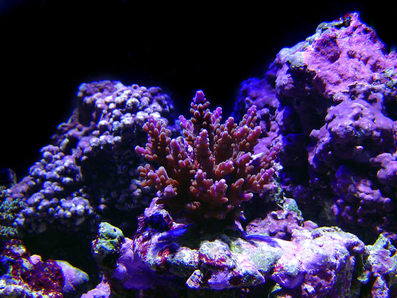 an array of different coloured tropical corals