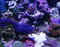 1318-corals_02491.JPG