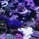 1318-corals_02491.JPG