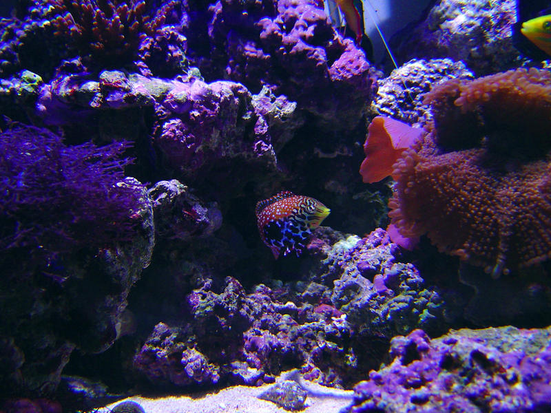 an array of different coloured tropical corals