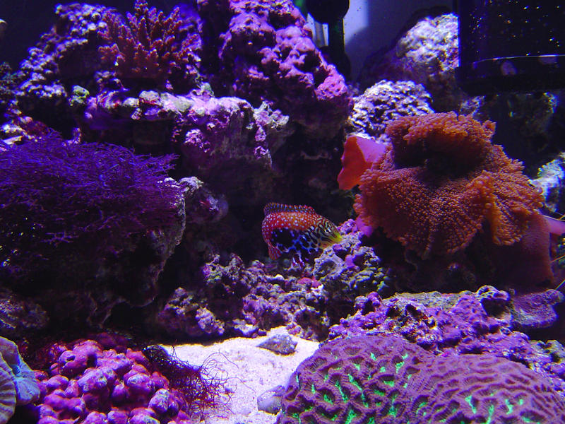 an array of different coloured tropical corals