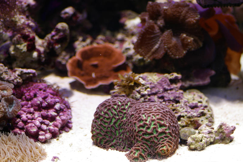 an array of different coloured tropical corals