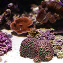 1321-corals_1270.JPG