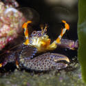 1274-crab_1326.JPG