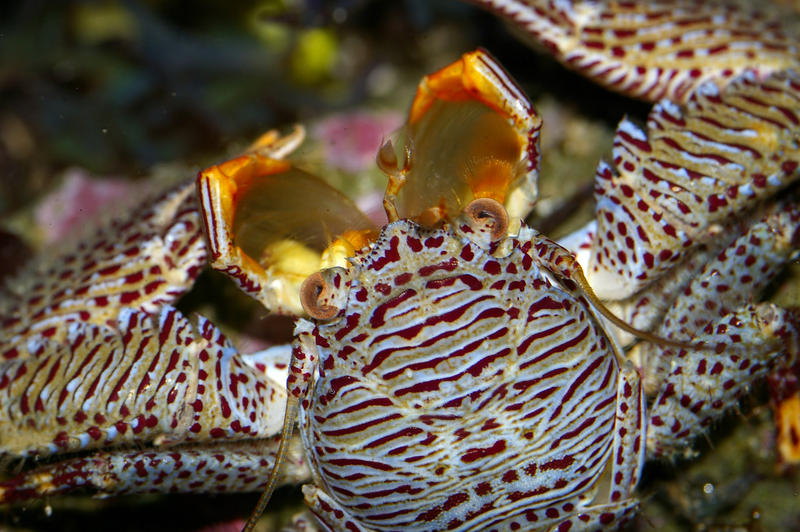 underwater marine life, a colourful crab