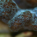 1276-cyan_soft_corals_0696.JPG