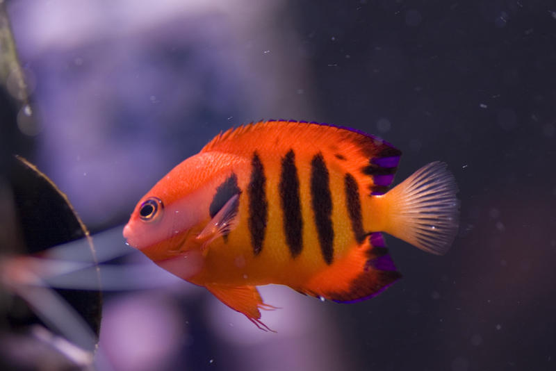 a bright orange flame angel fish