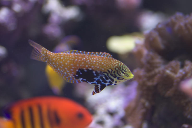 a bright orange flame angel fish