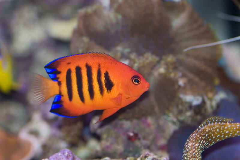 a bright orange flame angel fish