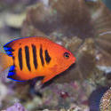 1278-flame_angel_fish2213.jpg