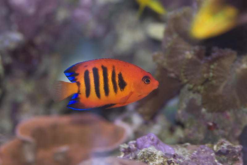 a bright orange flame angel fish