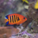 1324-flame_angel_fish2215.jpg