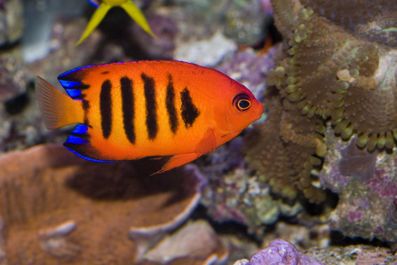 a bright orange flame angel fish